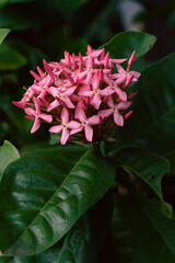 Różowo fioletowe tropikalne kwiaty na tle zielonych ciemnych liści, piękne naturalne tło. © insomniafoto