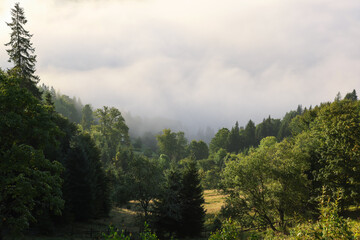 Picturesque view foggy forest in mountains on morning