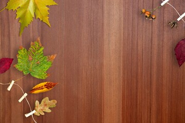Naklejka na ściany i meble Autumn fall festival bright color leaves