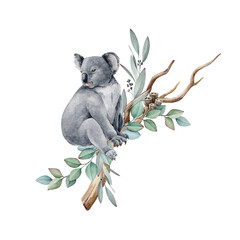 Koala animal watercolor illustration. Grey wild australia endemic furry bear with eucalyptus leaves. Cute koala bear on eucalyptus branch. Native Australia symbol animal element. White background © anitapol