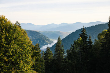Beautiful mountain landscape with forest in morning