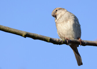 Portrait of female house sparrow (passer domesticus) perched on bush branch