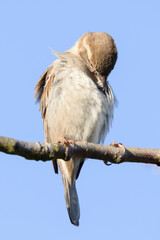 Portrait of female house sparrow (passer domesticus) perched on bush branch