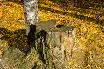 An old tree stump in the forest among yellow leaves.