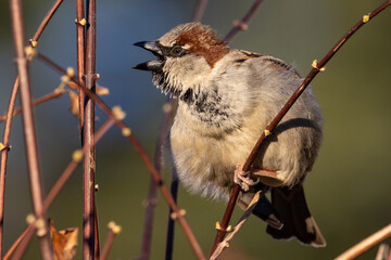 Portrait of male house sparrow (passer domesticus) perched on bush branch