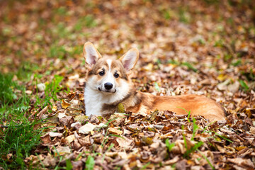 a young corgi dog walks with its owner in an autumn park