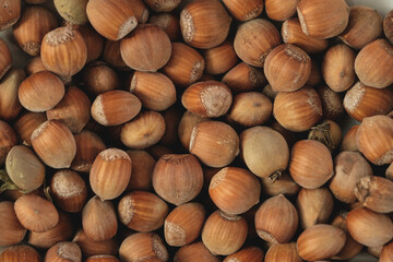 Ripe hazelnuts