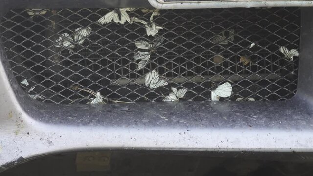A good example of how a careless driver crushed dozens of beautiful butterflies on a field road (the radiator grille is clogged with dying beautiful insects). The killer motorist, road death