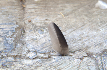 Piuma di uccello incastrata in una spaccatura nel cemento della strada.