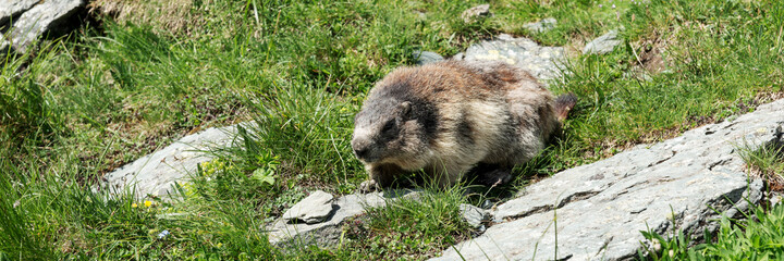 Alpine marmot on meadow. Latin name marmota marmota. Austria. Panorama