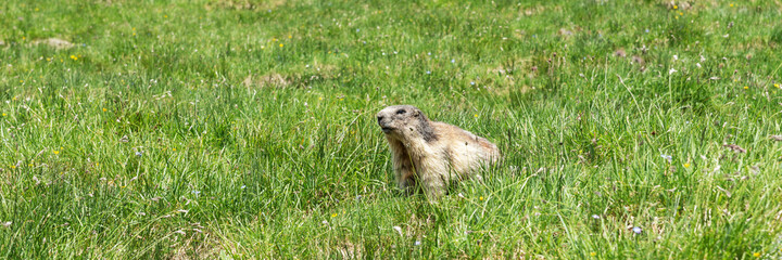 Alpine marmot on meadow. Latin name marmota marmota. Austria. Panorama