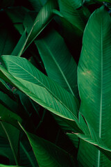 Zielone naturalne piękne tło roślinne, deseń liści. - obrazy, fototapety, plakaty