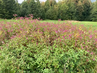 flowers in the nature