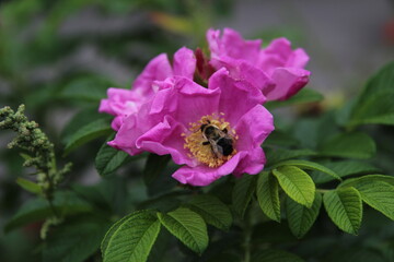 Obraz premium bee pollinating a purple flower