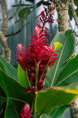Tropikalne roślinne tło, zielone liście oraz egzotyczny czerwony piękny kwiat. - obrazy, fototapety, plakaty
