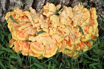 orange cap mushroom chicken of the woods