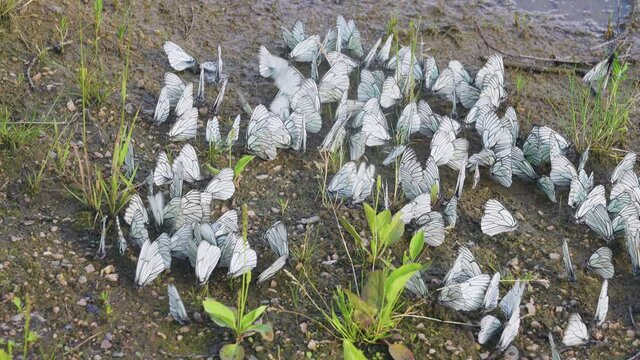 Large clusters of white butterflies on wet soil. Butterflies drink water from the soil and get mineral nutrition. Synoecium Whitethorn butterfly (Pieris crataegi), watering place for stock