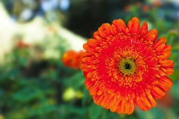 Close up of beautiful natural colored flower