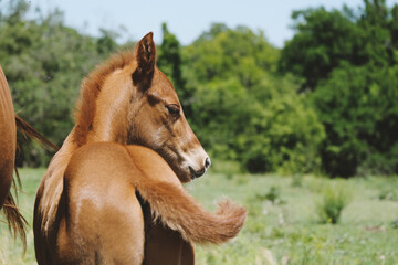 Quarter horse foal during spring season on ranch outdoors closeup.