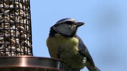 Blue Tit UK with blue sky background