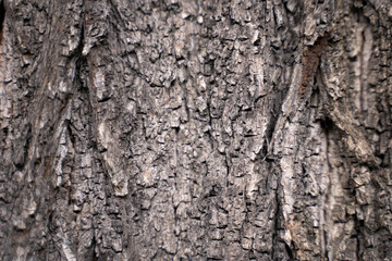 Naklejka premium Brown tree bark texture close up background