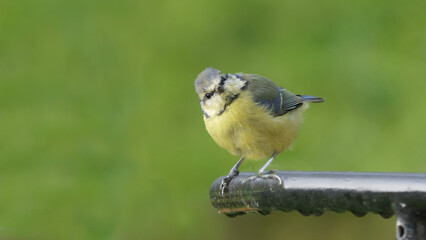 Blue Tit chick sitting on a gate in the uk