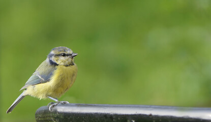 Blue Tit chick sitting on a gate
