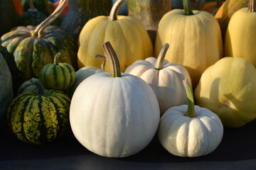 White pumpkins harvest