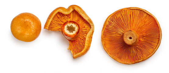 Red pine mushrooms isolated  on white background. Top view.  Flat lay.