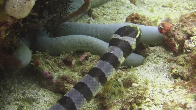 large banded sea krait scanning coral reef for prey, gliding over sandy bottom, close-up of snake head and middle body part