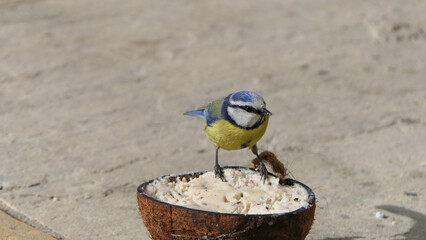 Blue Tit eating from a Coconut Suet Shell on the ground
