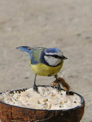 Blue Tit eating from a Coconut Suet Shell on the ground