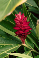 Tropikalne roślinne tło, zielone liście oraz egzotyczny czerwony piękny kwiat.