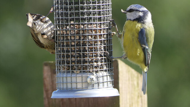 Blue Tit feeding from a Tube peanut seed Feeder on a bird table UK