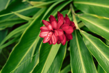 Tropikalne roślinne tło, zielone liście oraz egzotyczny czerwony piękny kwiat.