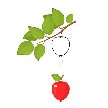 A ripe apple falls from a branch under the force of gravity.
