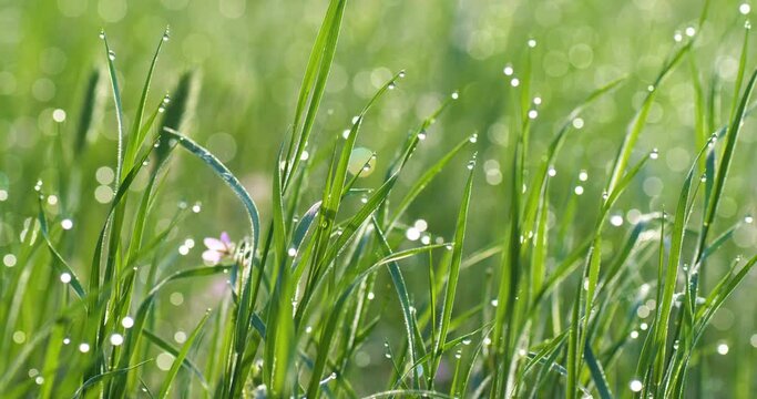 Foreground dew drops on the long green grass