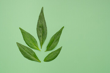 The top view of Andrographis paniculata leaves isolated on a green background. Herbal, medicine, and healthcare concept