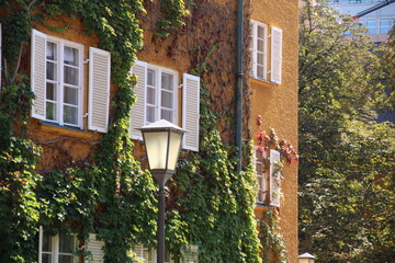 Fototapeta na wymiar Gelbe Hauswand mit Kletterpflanzen und Pflanze