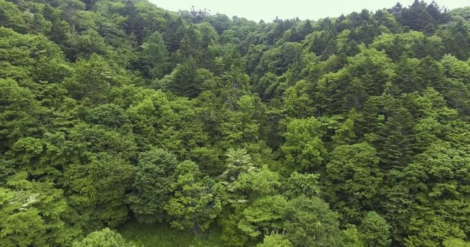 山