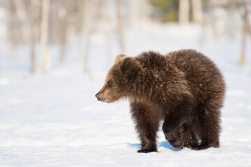 Obraz premium Young brown bear is walking on a snowy bog in Finland near Russian border