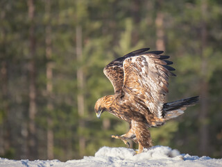 Golden eagle rips pieces of meat from frozen hare carcass