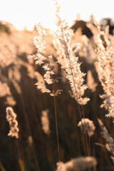 Fototapeta premium Dry grass in an open area close-up with the rays of the sun. Autumn background with natural elements and blurred reed flowers.