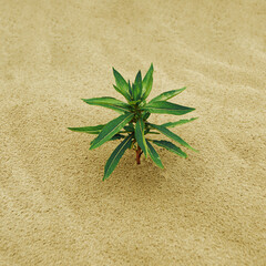 Plant on sand
