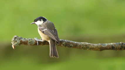 Coal Tit sitting on a tree in a wood UK