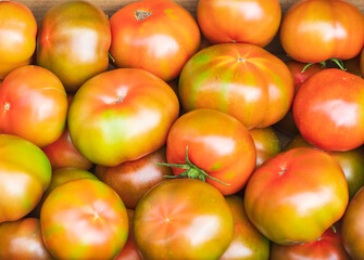 Tomates recien cosechados de la huerta