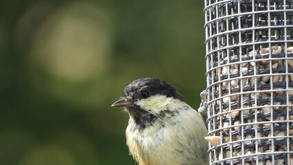 Coal Tit feeding from a Tube peanut seed Feeder in UK