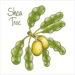 Vitellaria paradoxa or shea tree, shi tree. Vector illustration.