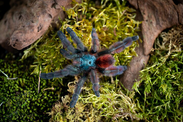 Martinique pinktoe tarantula Caribena versicolor