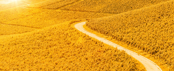 Herbstlich gefärbte Weinberge